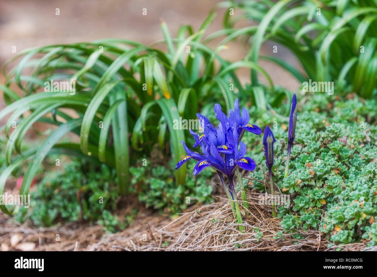 Iris mauve fleur, le printemps ! Banque D'Images
