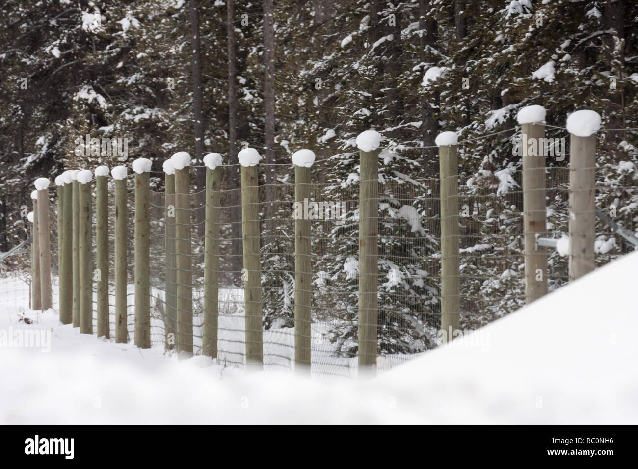 Poteaux de porter une casquette de neige après une grosse chute de neige dans le parc national de Banff, Alberta, Canada. Clôtures érigés pour sauver la faune de se faire frapper sur la route. Banque D'Images