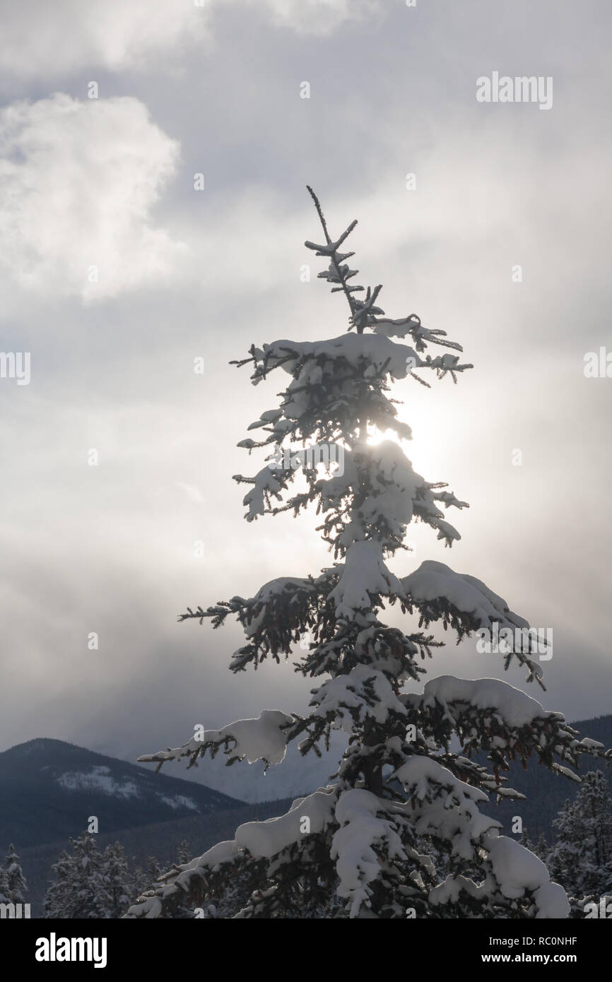 La lumière du soleil au moyen d'un des sommets de l'arbre couvert de neige avec des nuages et des montagnes derrière sur journée d'hiver dans le pittoresque parc national de Banff, Canada. Banque D'Images