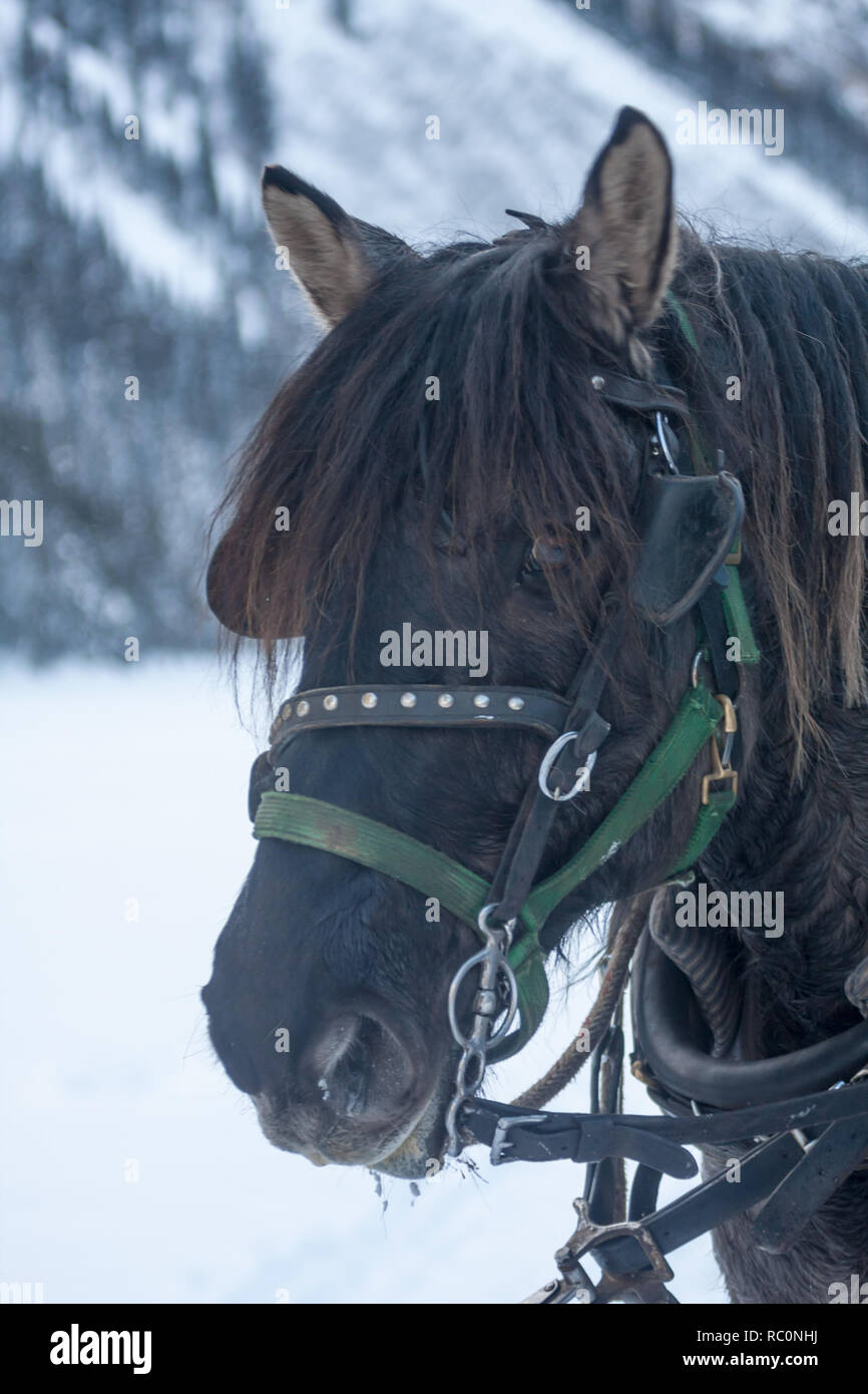 Cheval de trait Percheron - partie d'une équipe de 2 chevaux - attend pour donner l'hiver en traîneau pour les clients de Lake Louise dans le parc national de Banff, Alberta, Canada. Banque D'Images