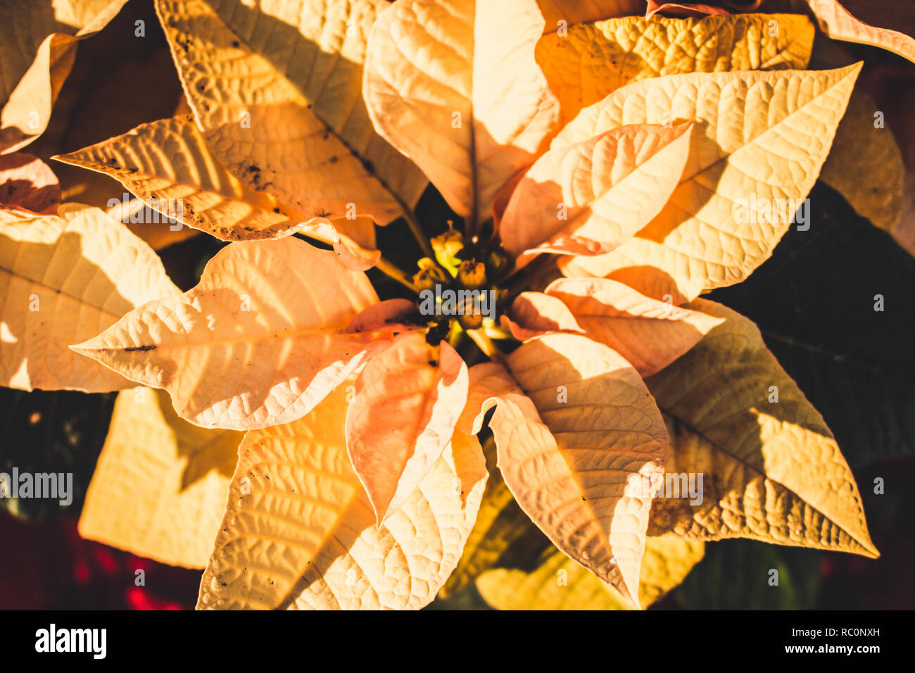 Poinsettia. L'étoile de Noël, Noël fleurs. Fleurs jaunes. Banque D'Images