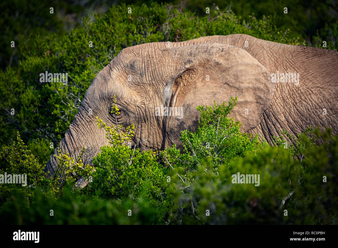 Manger l'éléphant d'arbustes en vue rapprochée dans le Parc National de Addo, Afrique du Sud Banque D'Images