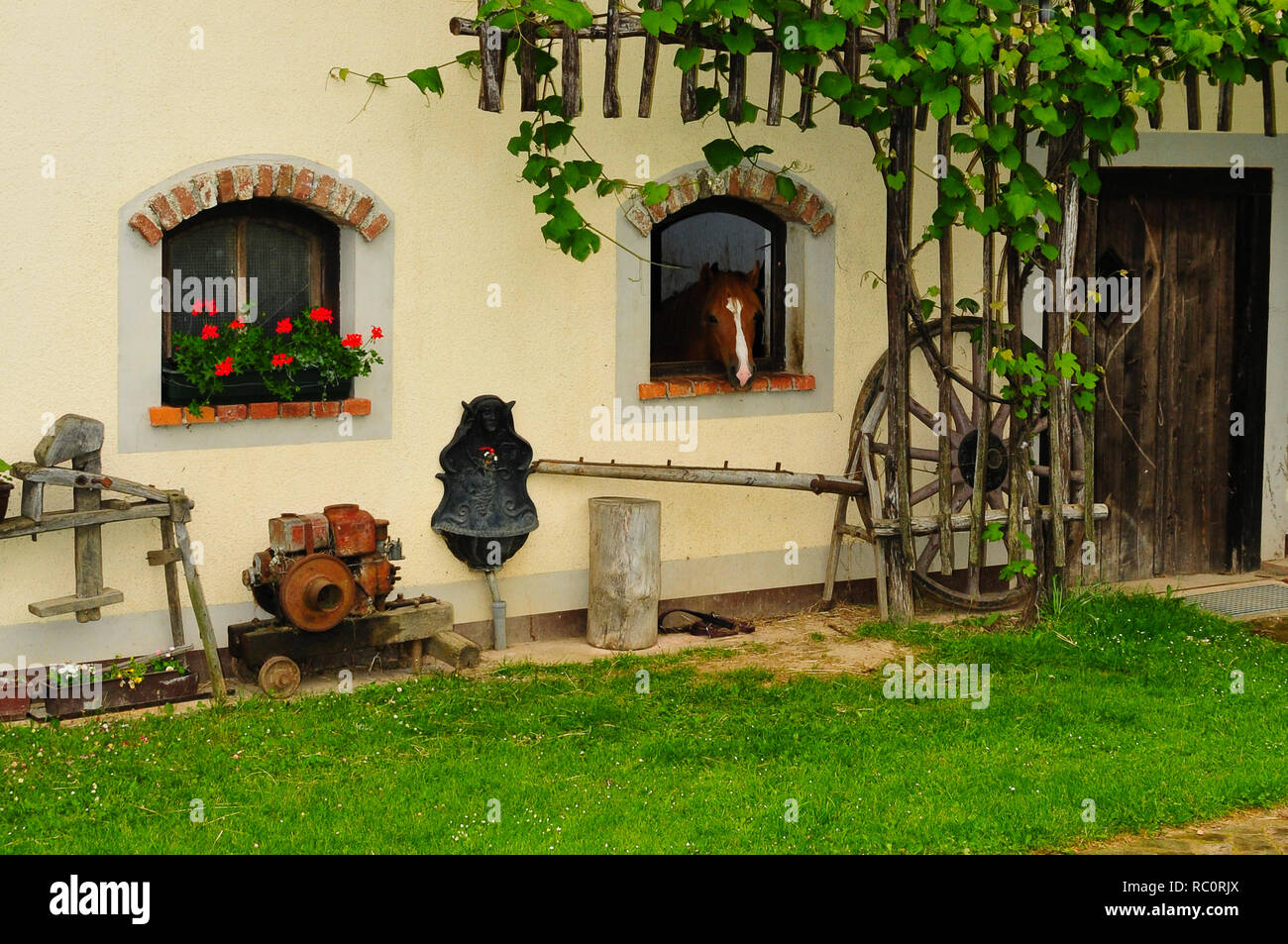 Cheval rouge et brun à la recherche d'une fenêtre à l'ferme rustique avec des outils et équipements agricoles vintage Banque D'Images