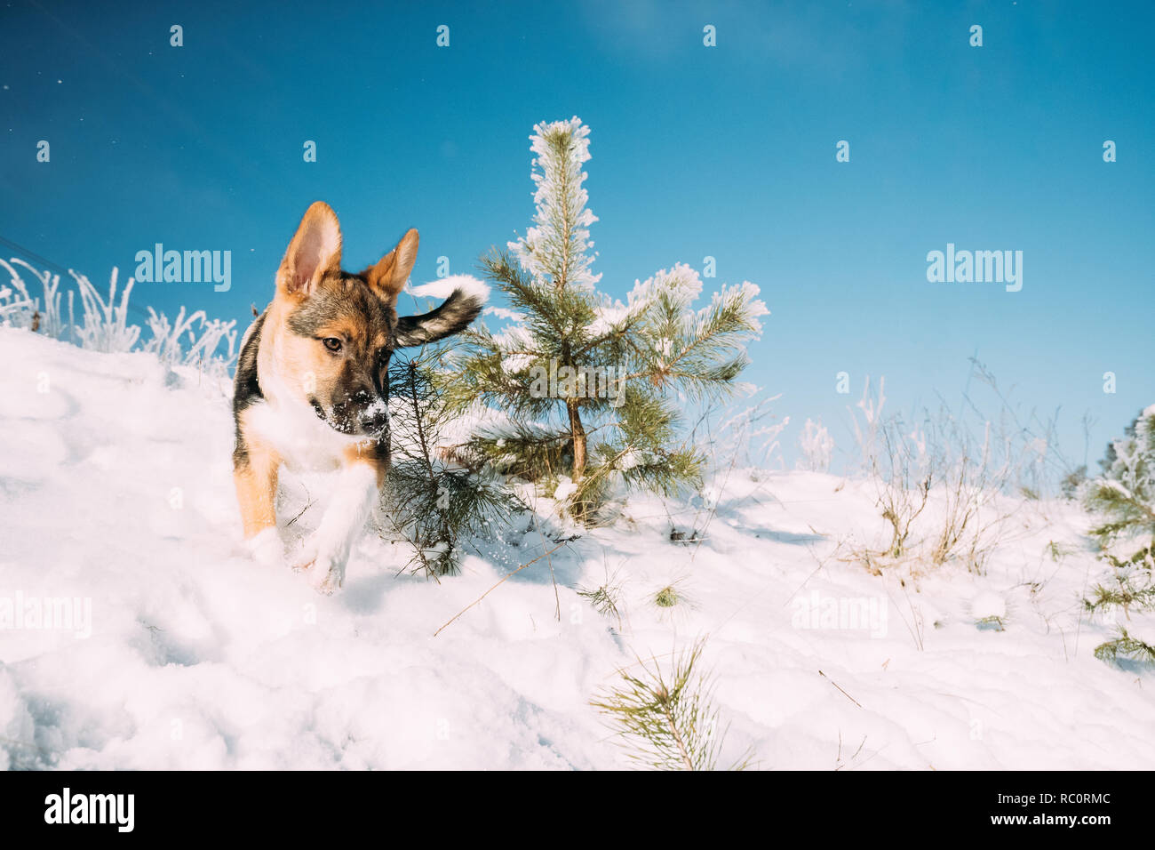 Chiot espiègle chien jouant dans la forêt enneigée en hiver 24. Banque D'Images