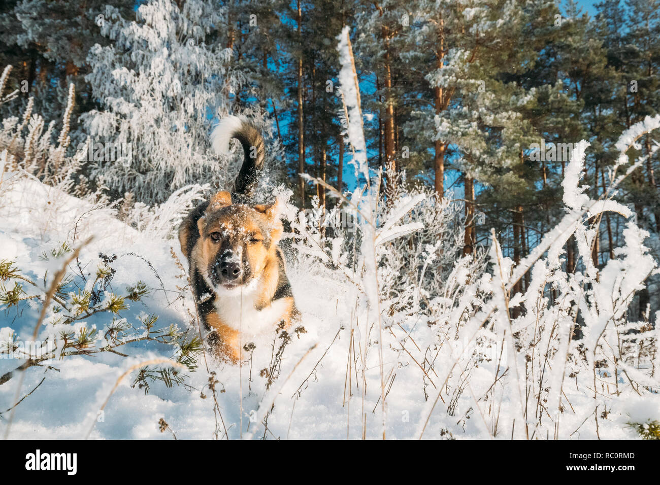 Chiot espiègle chien jouant dans la forêt enneigée en hiver 24. Banque D'Images