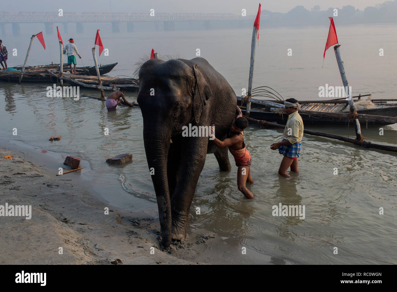 Les éléphants ne sont prises pour le fleuve Gandak pour laver le bétail au cours de l'assemblée annuelle à Sonpur équitable. Banque D'Images
