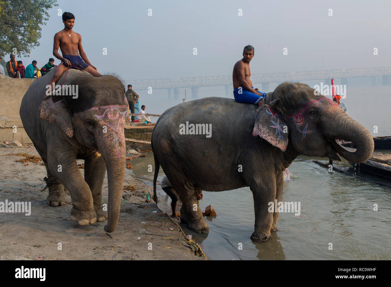 Les éléphants ne sont prises pour le fleuve Gandak pour laver le bétail au cours de l'assemblée annuelle à Sonpur équitable. Banque D'Images