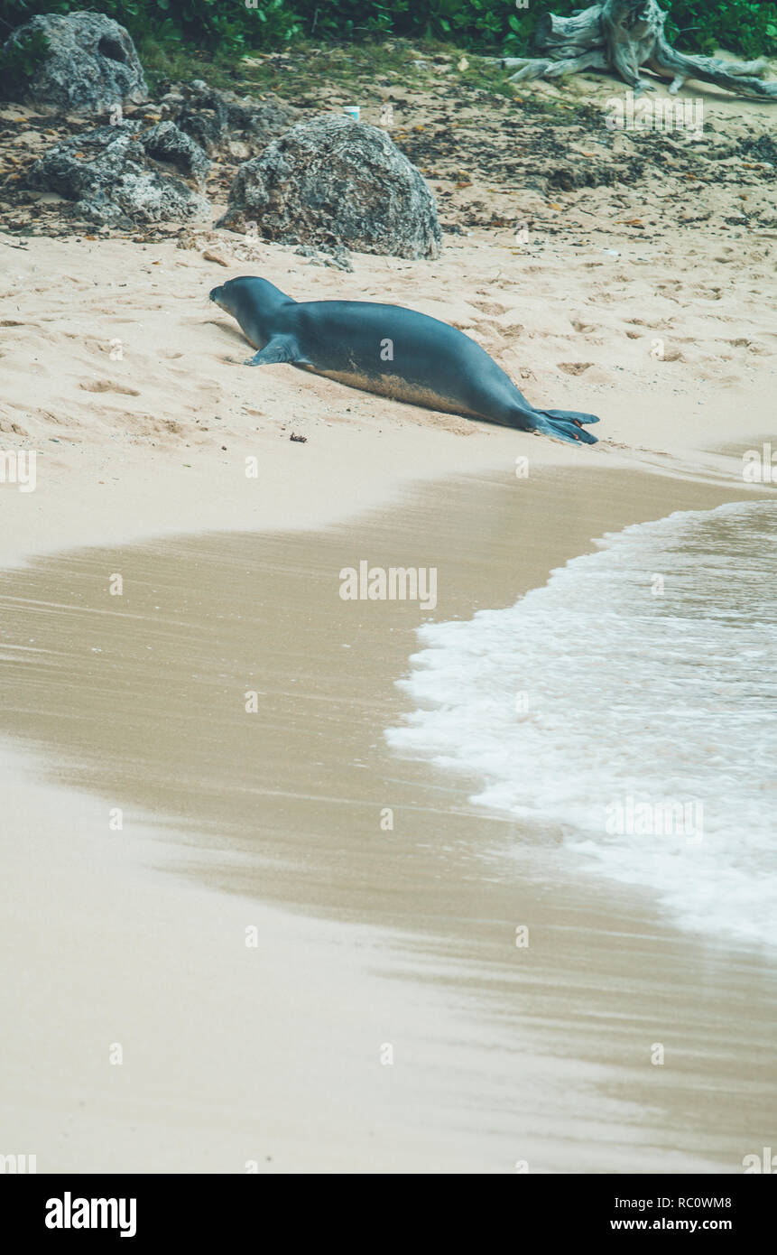 Les phoques moines se trouvent dans l'archipel hawaïen, certaines zones de la mer Méditerranée et autrefois dans les régions tropicales de l'ouest de l'Océan Atlantique Banque D'Images