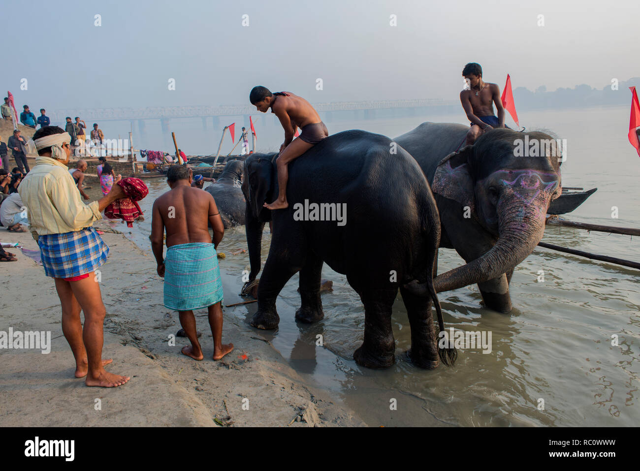 Les éléphants ne sont prises pour le fleuve Gandak pour laver le bétail au cours de l'assemblée annuelle à Sonpur équitable. Banque D'Images