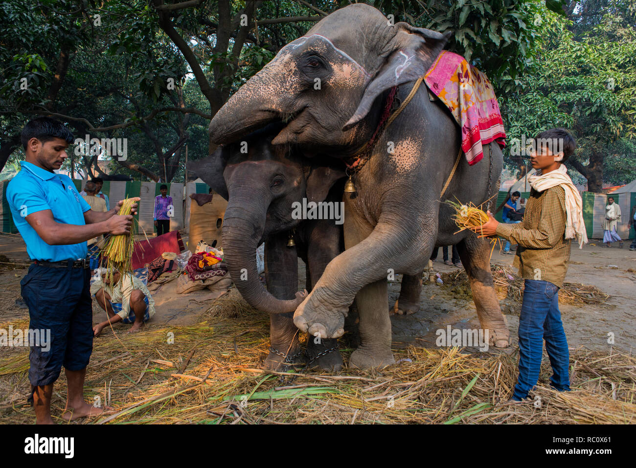 Les éléphants sont affichés dans le rapport annuel de Sonpur juste du bétail. Banque D'Images