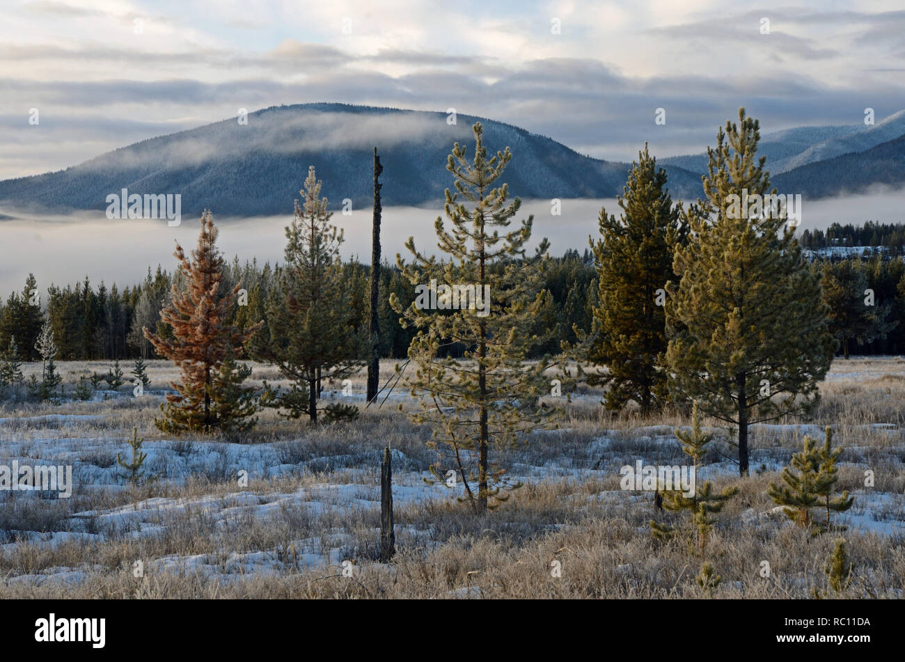 Grande Prairie, dans le parc national des Glaciers à l'ouest vers la plage de corégone en hiver. Flathead Comté, au nord-ouest du Montana. Banque D'Images