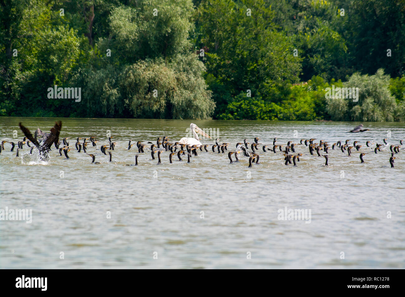 Pelican rage avec aigrettes dans Danube. Banque D'Images