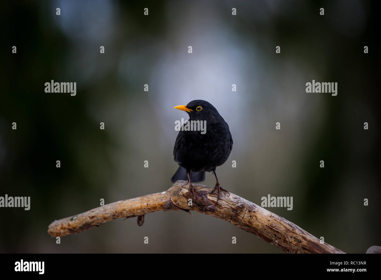 Blackbird mâle (Turdus merula) avec le bec jaune perché sur une vieille branche de pin avec un arrière-plan flou artistique Banque D'Images