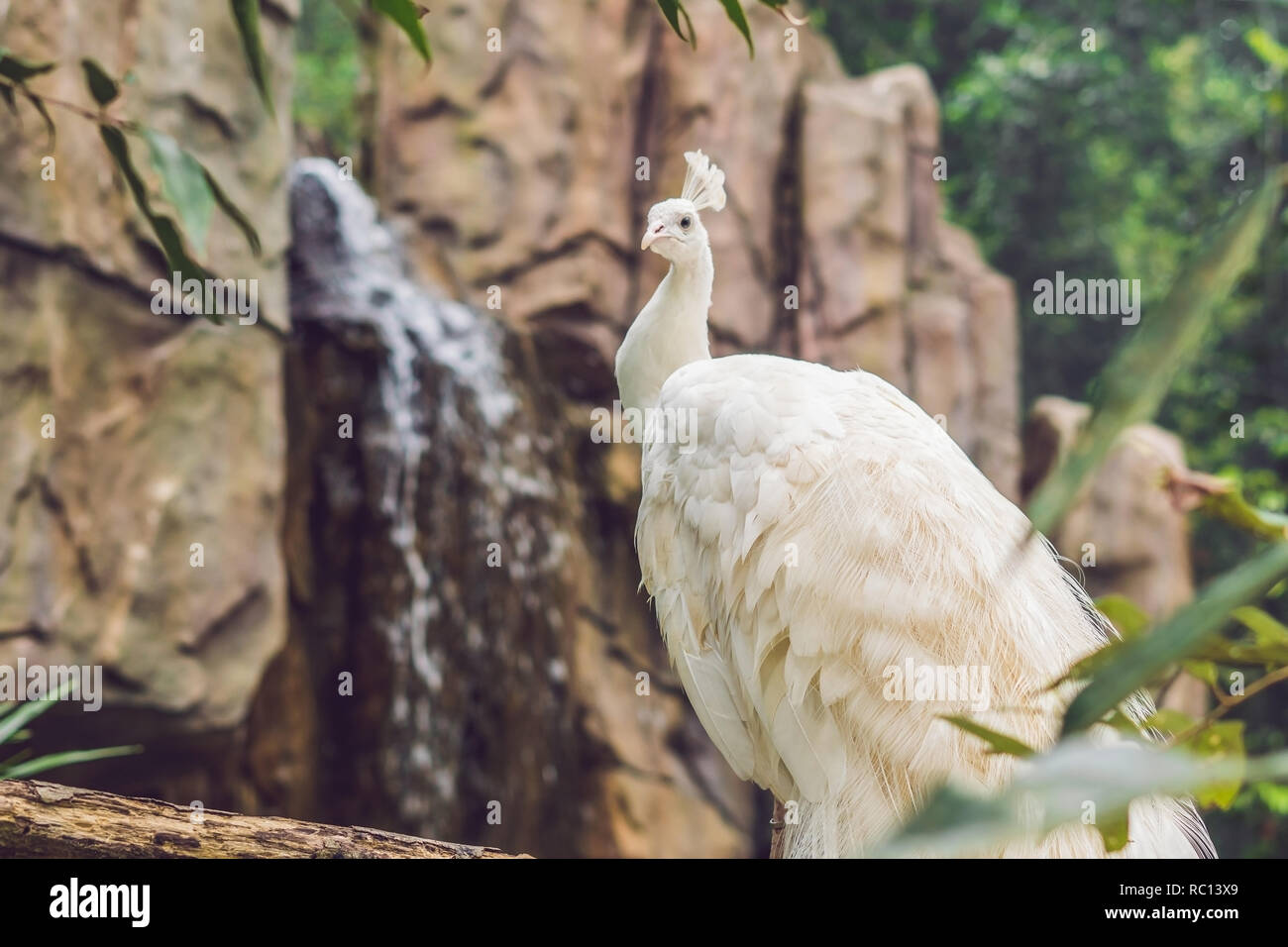 Paon blanc assis sur une branche dans le parc Banque D'Images