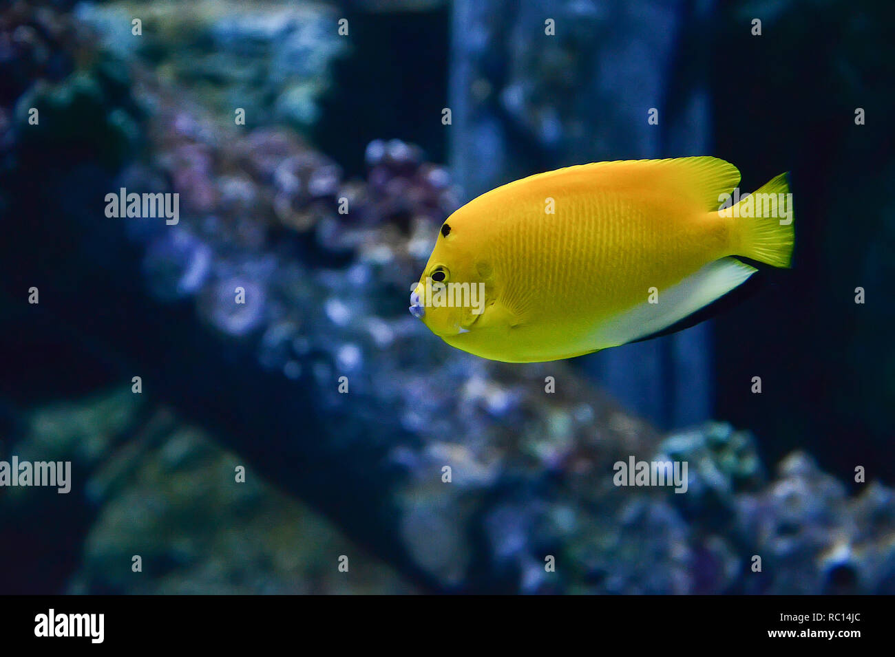 Sur place trois poissons ange empereur jaune / bleu poisson bouche natation la vie marine de l'océan sous-marine - poisson tropical reef Banque D'Images