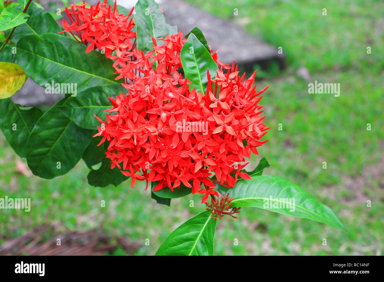 Nom Commun Quand Une Fleur S épanouit Ixora, pointe rouge avec fleurs dans la nature ( Nom Commun Ixora coccinea,  Rubiaceae Photo Stock - Alamy