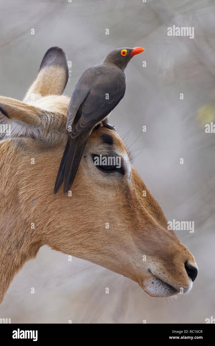 Red-billed oxpecker (Buphagus erythrorhynchus), perché sur le haut de la tête d'une femelle Impala (Aepyceros melampus), Kruger National Park, South Af Banque D'Images