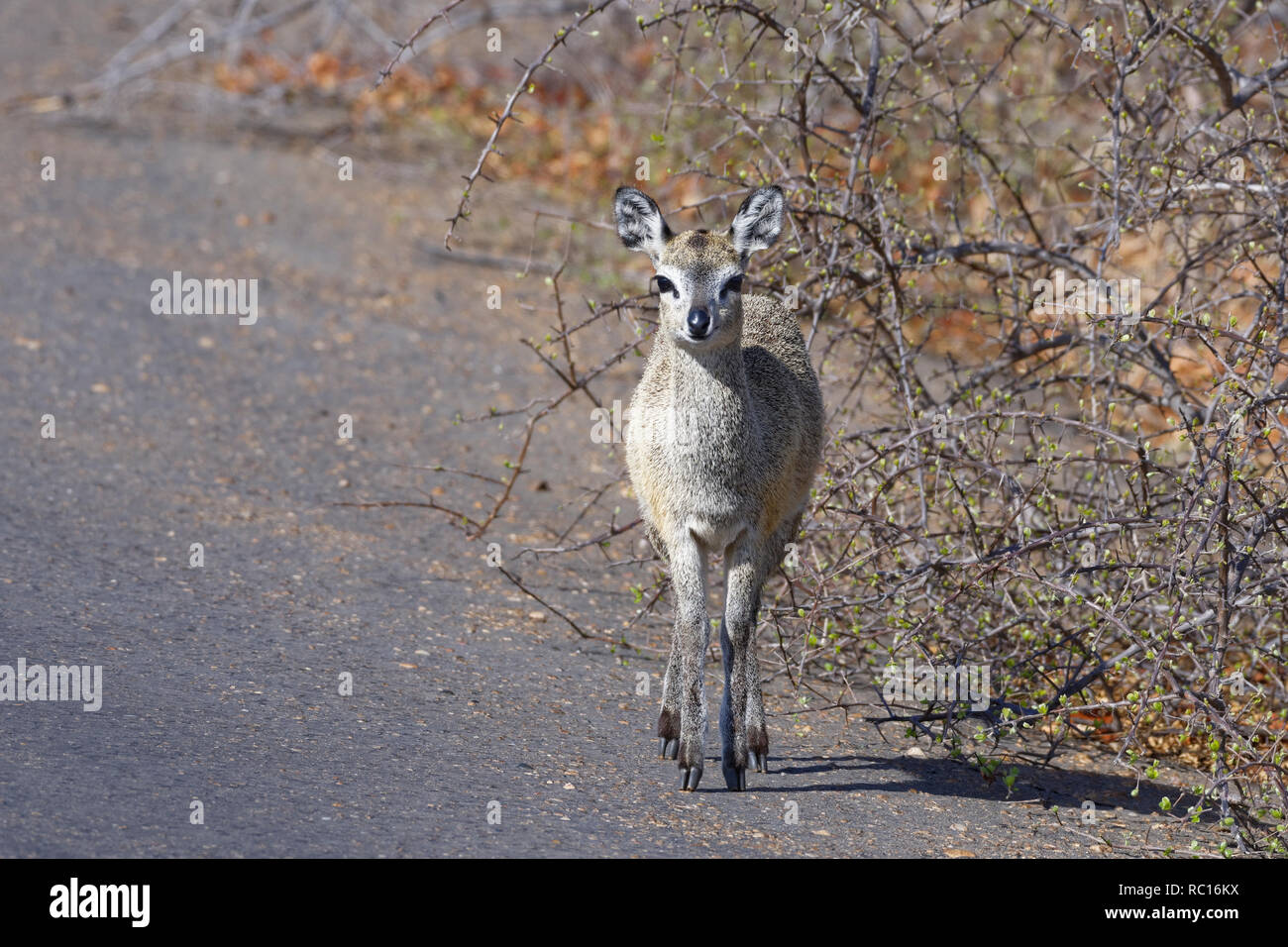Klipspringer (Oreotragus oreotragus), femelle adulte, debout sur une route goudronnée, alerte, Kruger National Park, Afrique du Sud, l'Afrique Banque D'Images