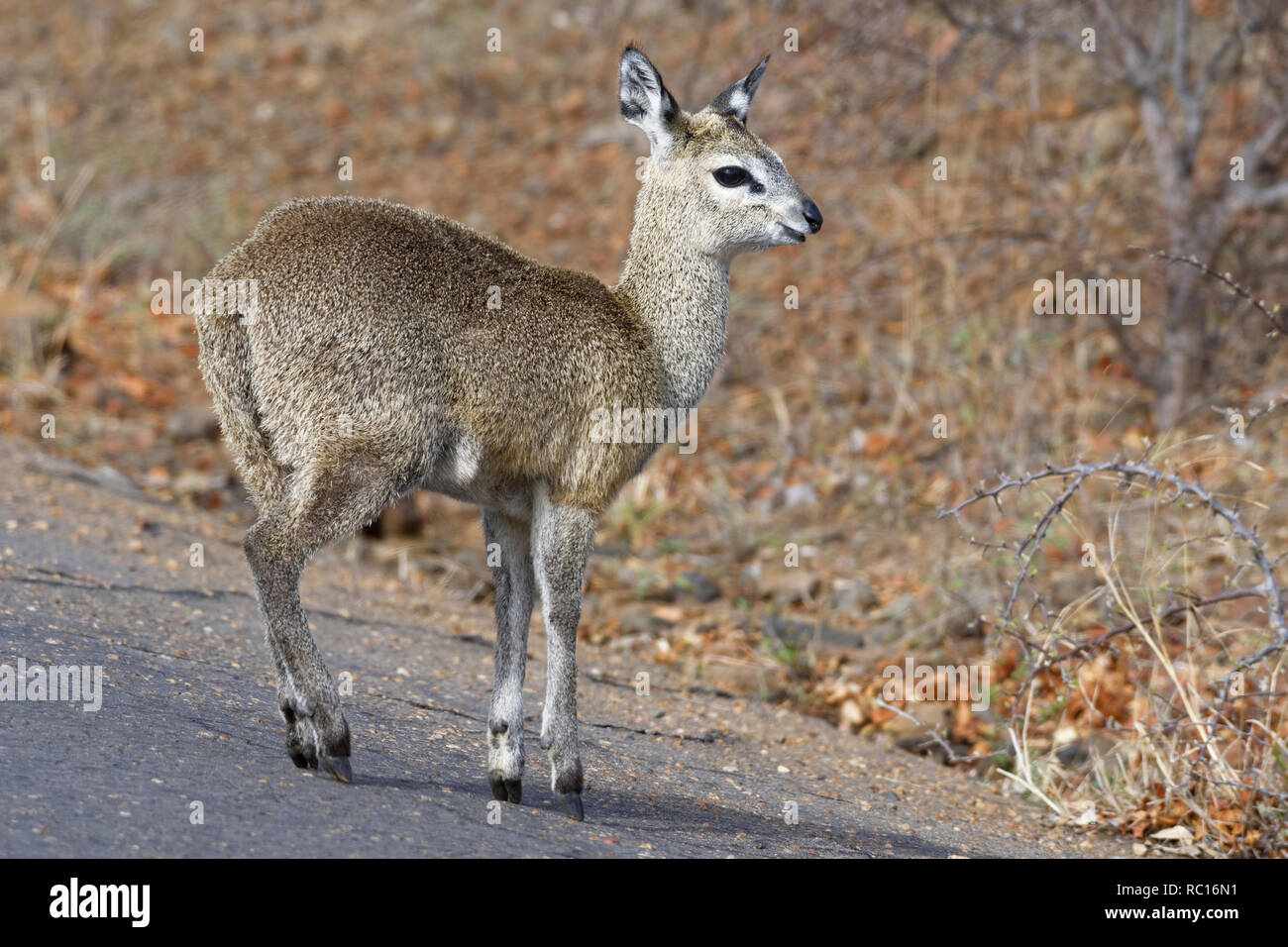 Klipspringer (Oreotragus oreotragus), femelle adulte, debout sur une route goudronnée, alerte, Kruger National Park, Afrique du Sud, l'Afrique Banque D'Images