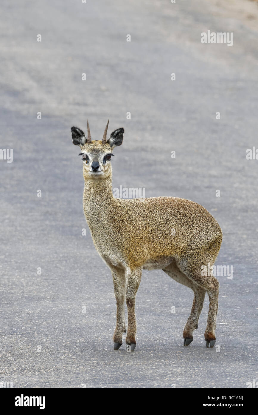 Klipspringer (Oreotragus oreotragus), mâle adulte, debout sur une route goudronnée, alerte, Kruger National Park, Afrique du Sud, l'Afrique Banque D'Images