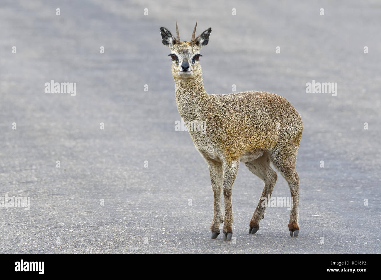 Klipspringer (Oreotragus oreotragus), mâle adulte, debout sur une route goudronnée, alerte, Kruger National Park, Afrique du Sud, l'Afrique Banque D'Images