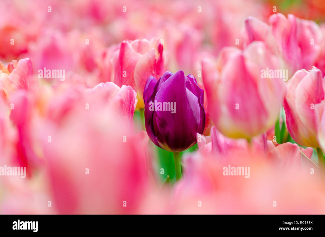 Champs de tulipes violettes au milieu des tulipes roses sont densément blooming Banque D'Images