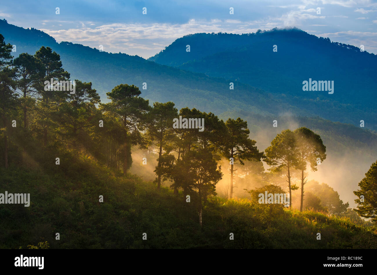 Les plantations de fraises le matin ont une mer de brume Ang Khang Chiang Mai Thaïlande Banque D'Images