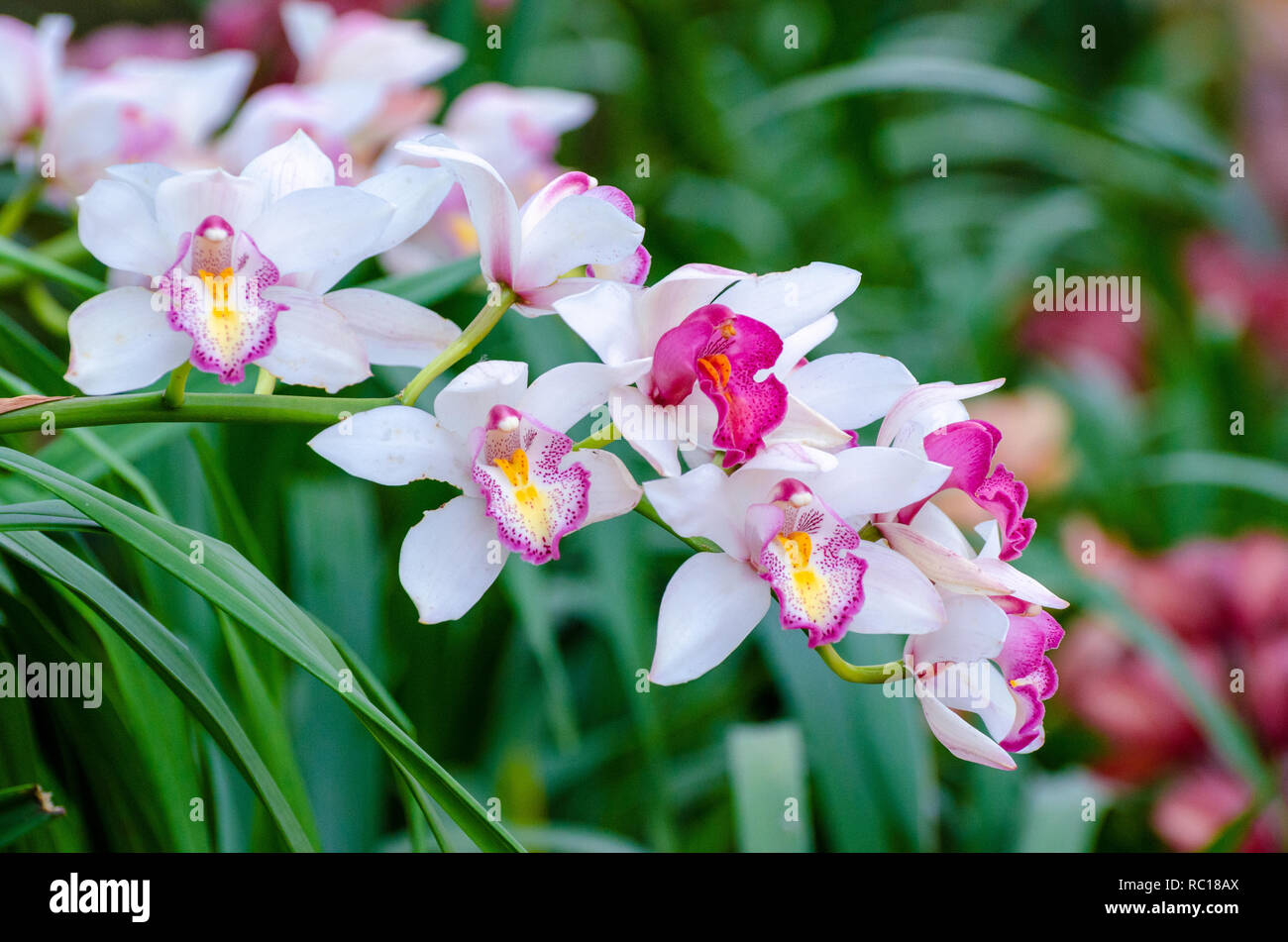 Cymbidium sp rose et blanc fleurs orchidée Banque D'Images