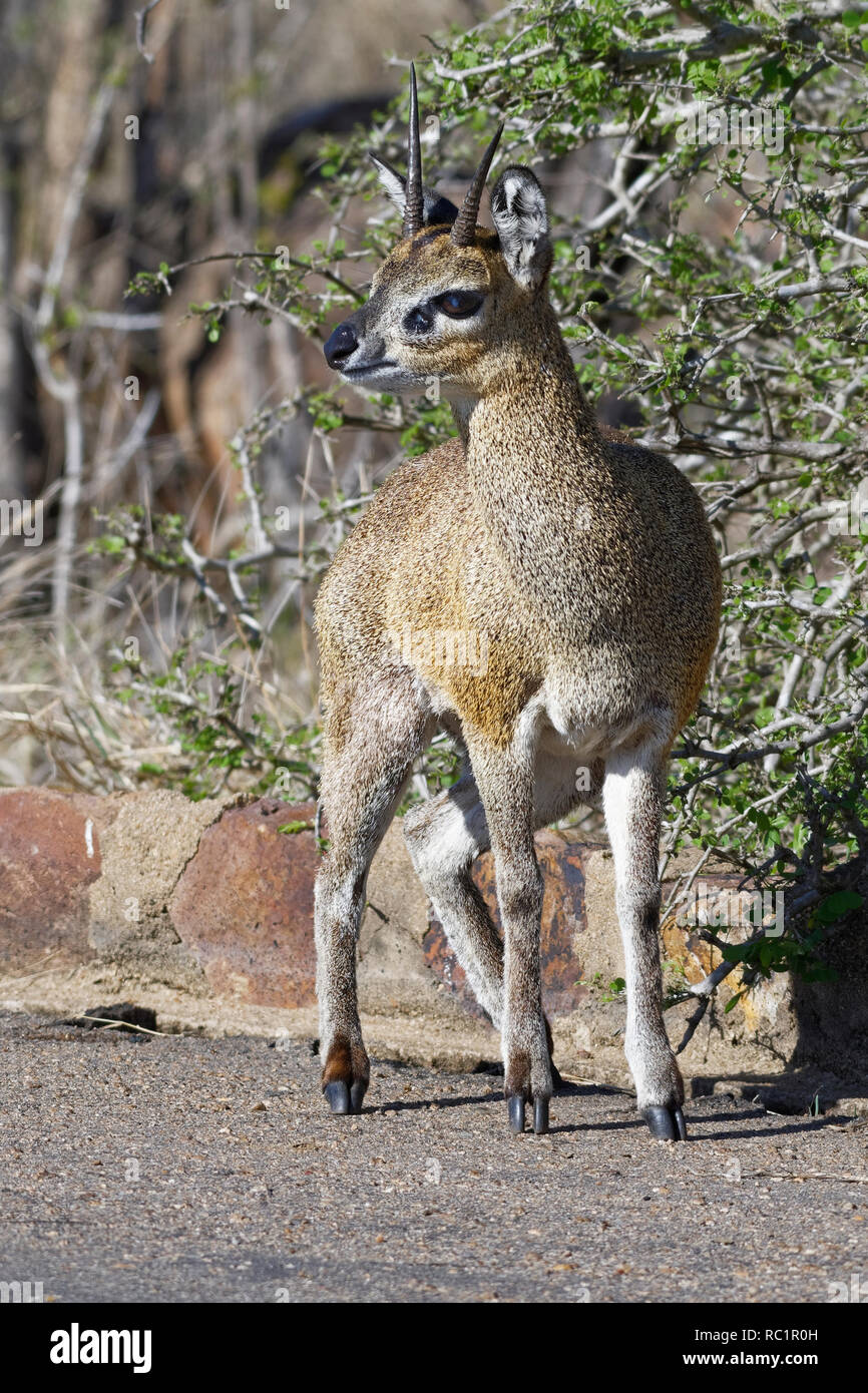 Klipspringer (Oreotragus oreotragus), mâle adulte, debout au bord d'une route goudronnée, alerte, Kruger National Park, Afrique du Sud, l'Afrique Banque D'Images