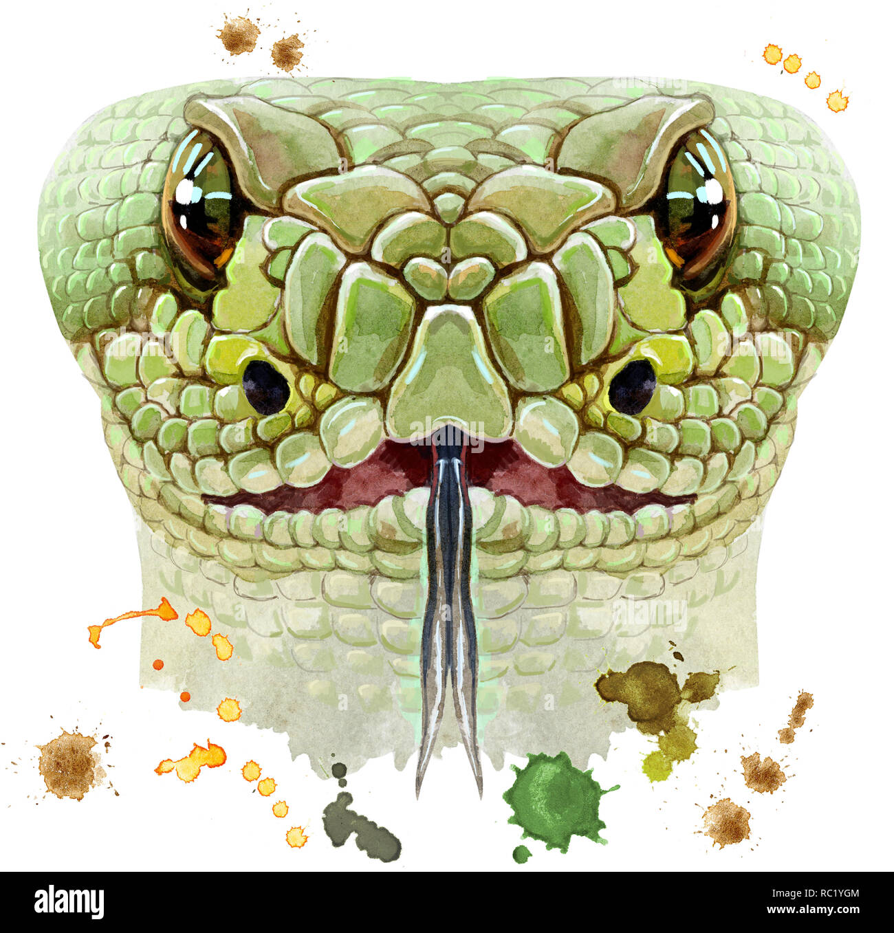 Tete De Serpent Dessin Realiste Aquarelle de serpent Banque de photographies et d'images à haute résolution  - Alamy