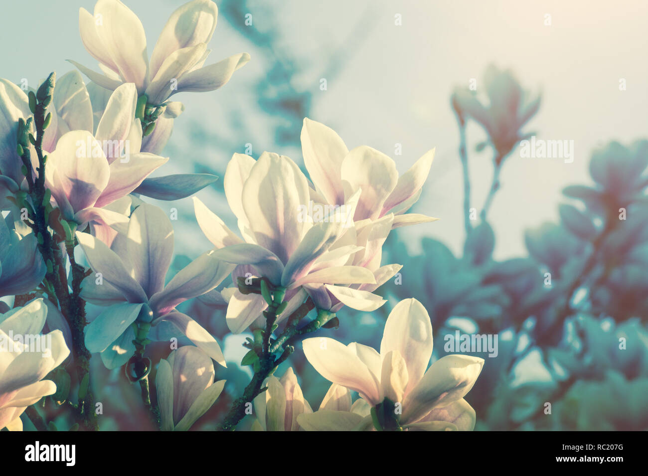 En Arriere Plan En Temps De Printemps Belle Floraison Magnolia Photo Stock Alamy