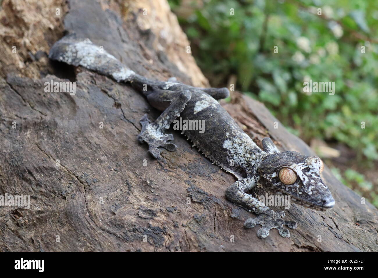 L'Uroplatus gecko de Madagascar Banque D'Images