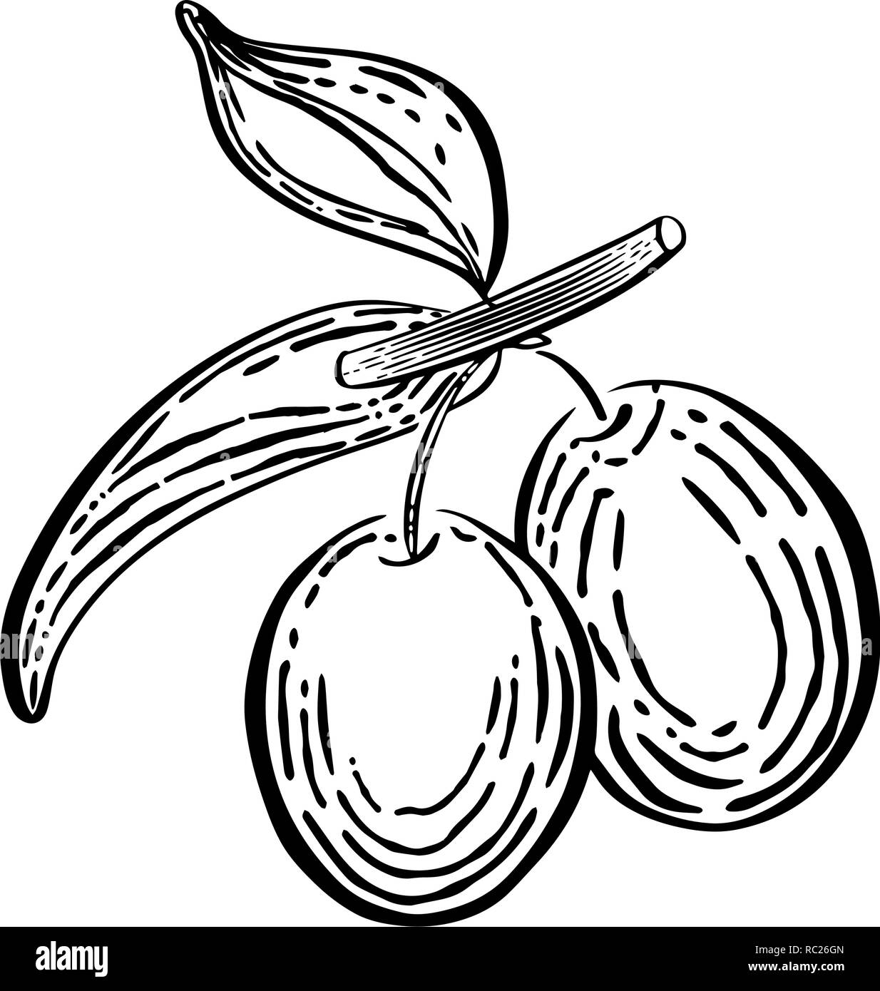 Branche d'olivier aux olives gravé main style rétro croquis. Illustration Vintage Illustration de Vecteur