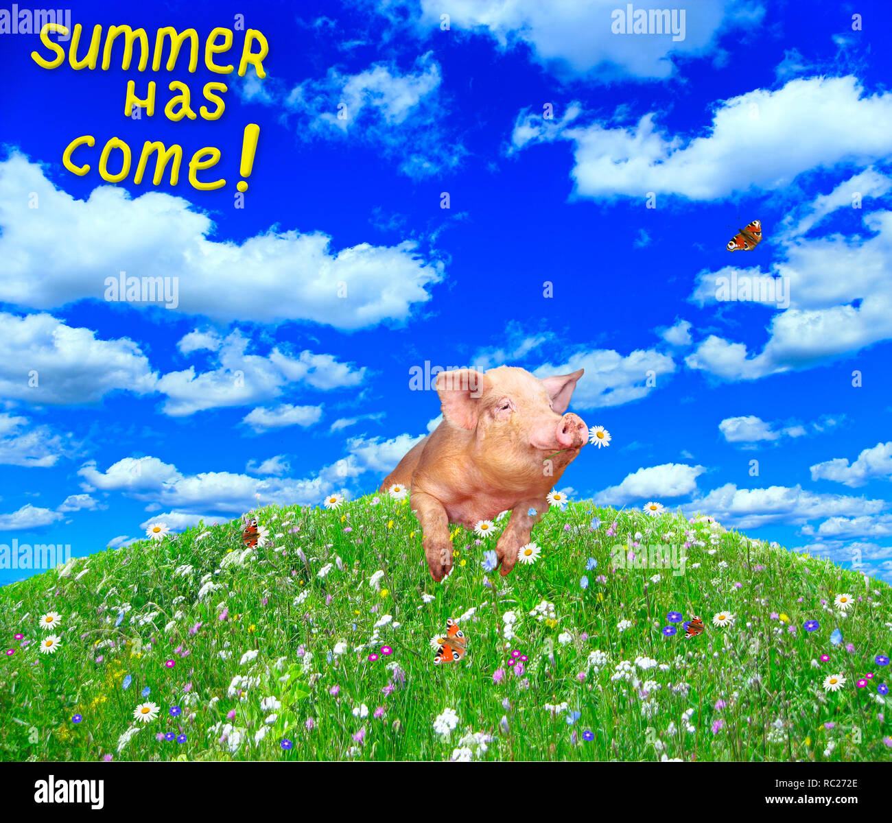 Funny pig à la colline, à l'arrière en été pré. L'inscription de l'été est arrivé. Porcelet amusant sur la colline en fleurs. Cochon sur belle glade avec flo Banque D'Images