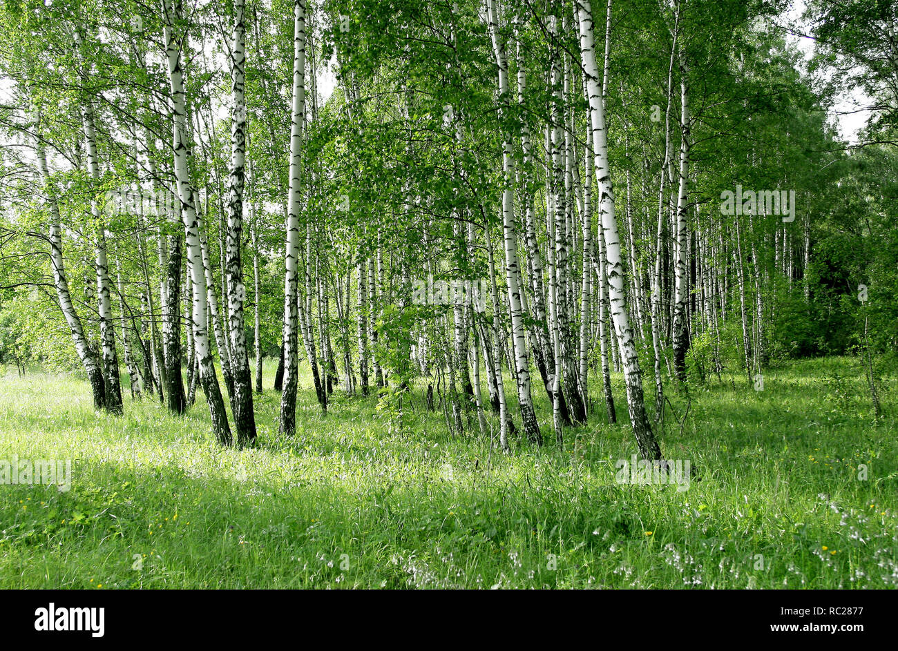 Feuillage vert avec des arbres de bouleau dans une forêt d'été Banque D'Images