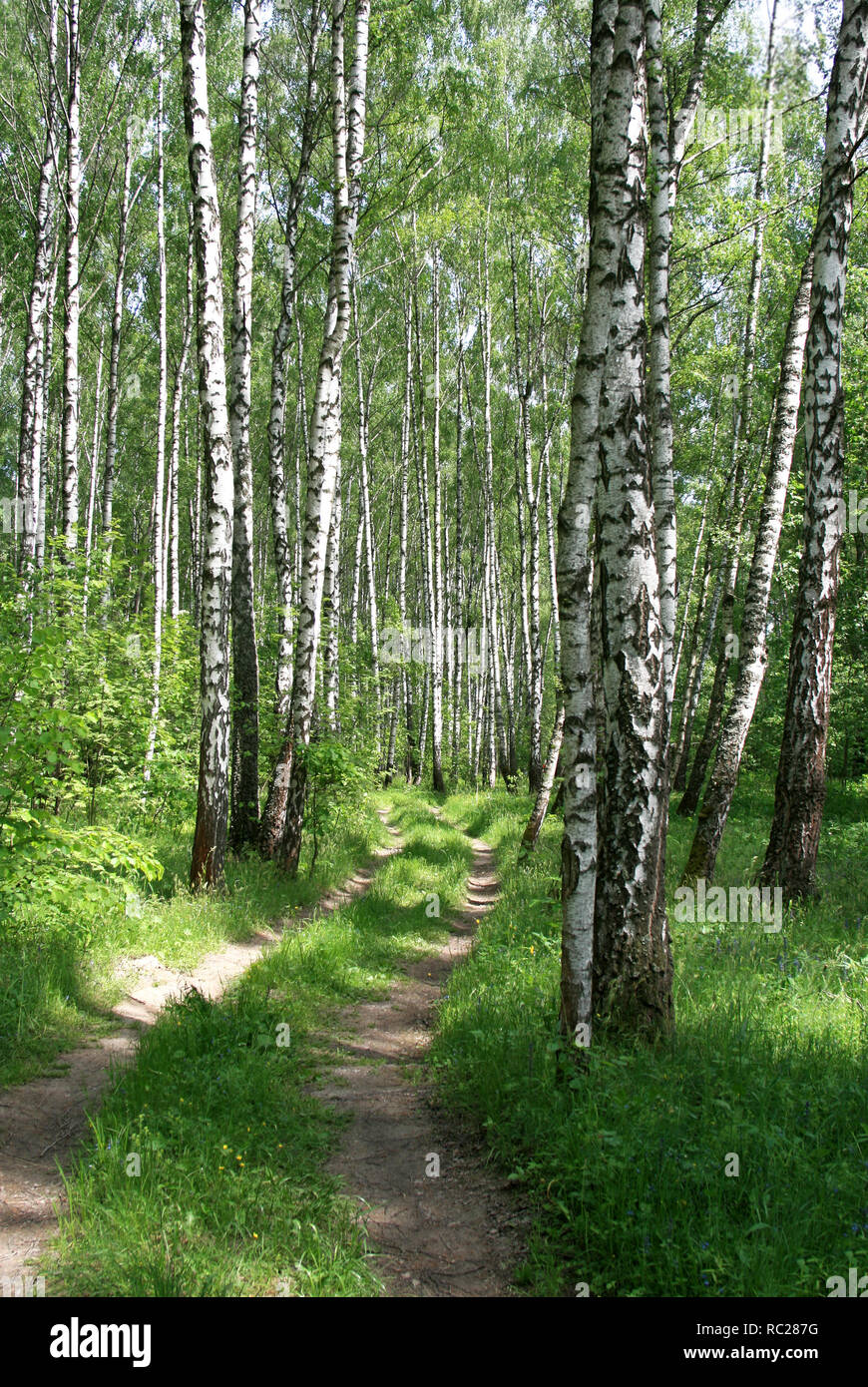 Bouleaux et road dans une forêt d'été Banque D'Images