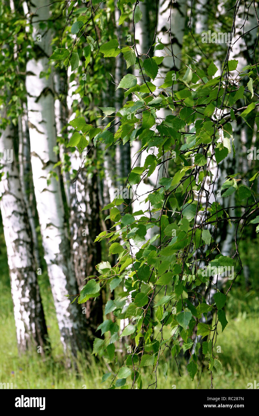 Branche d'un bouleau sur un feuillage vert avec la forêt de l'été Banque D'Images