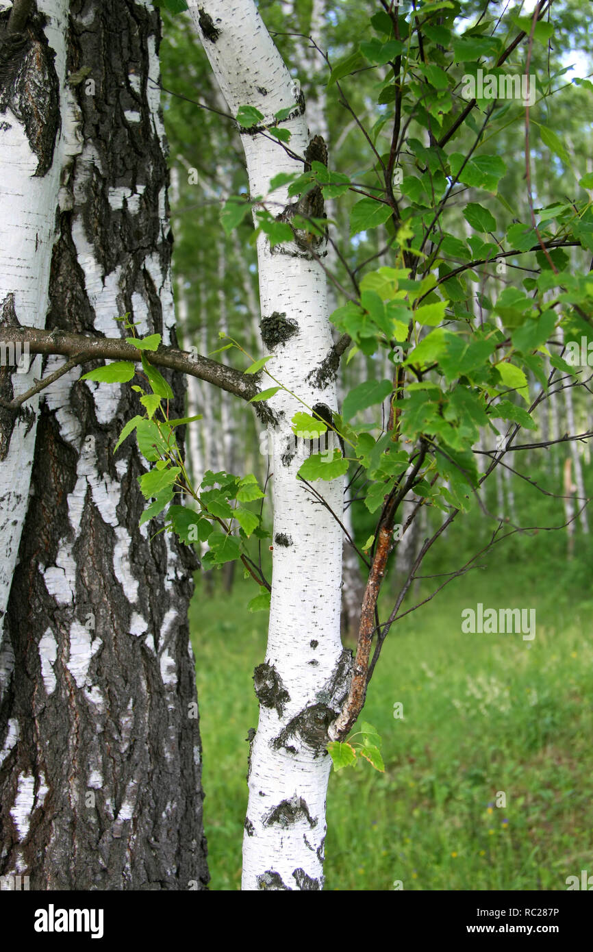 Birch Tree Trunk avec jeunes feuilles Banque D'Images