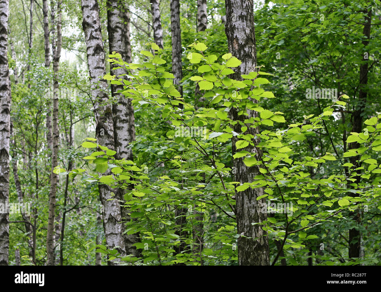 Bouleaux et feuillage vert dans une forêt d'été Banque D'Images