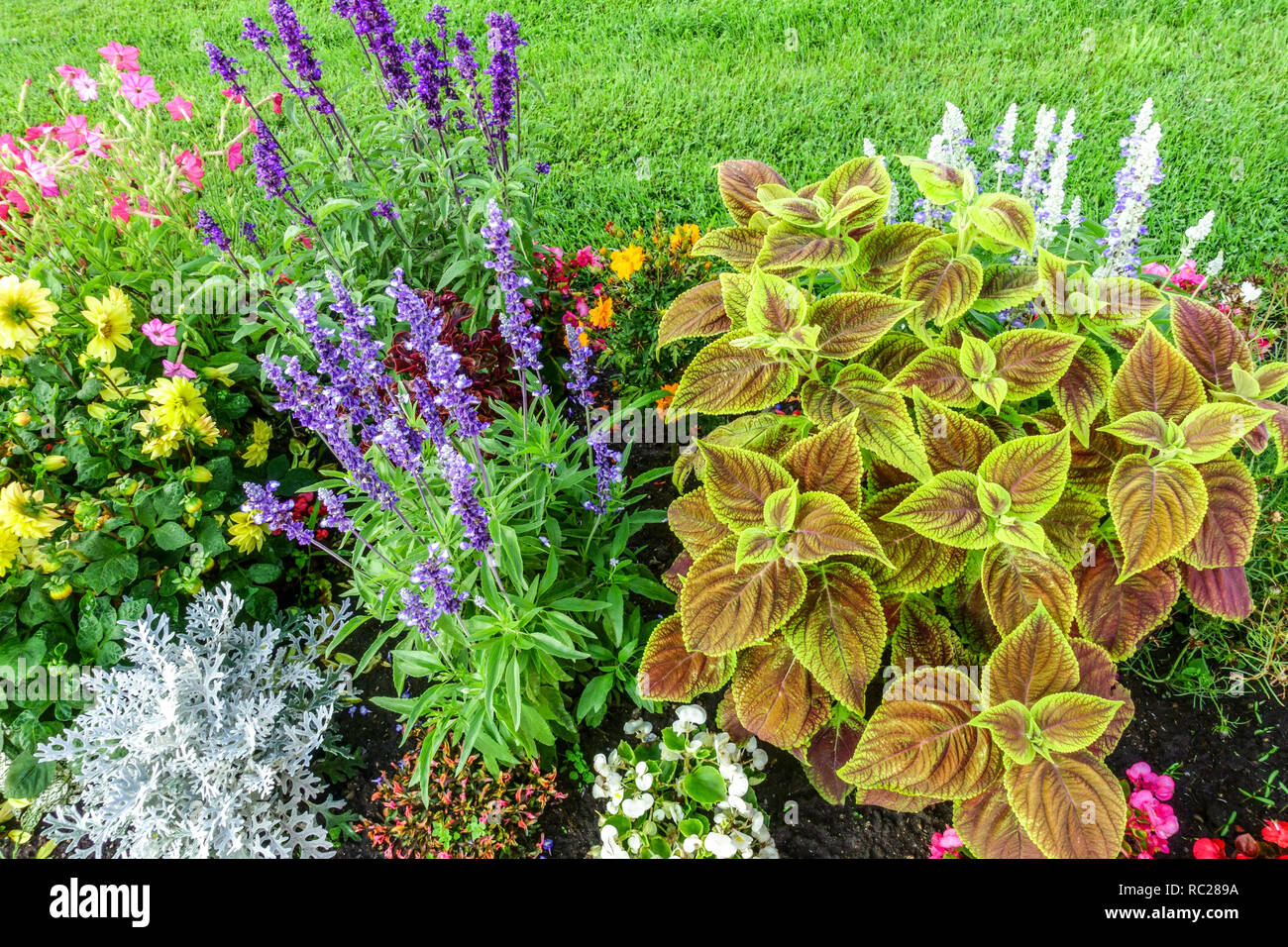 Jardin annuel de fleurs, Coleus Salvias Begonia Banque D'Images