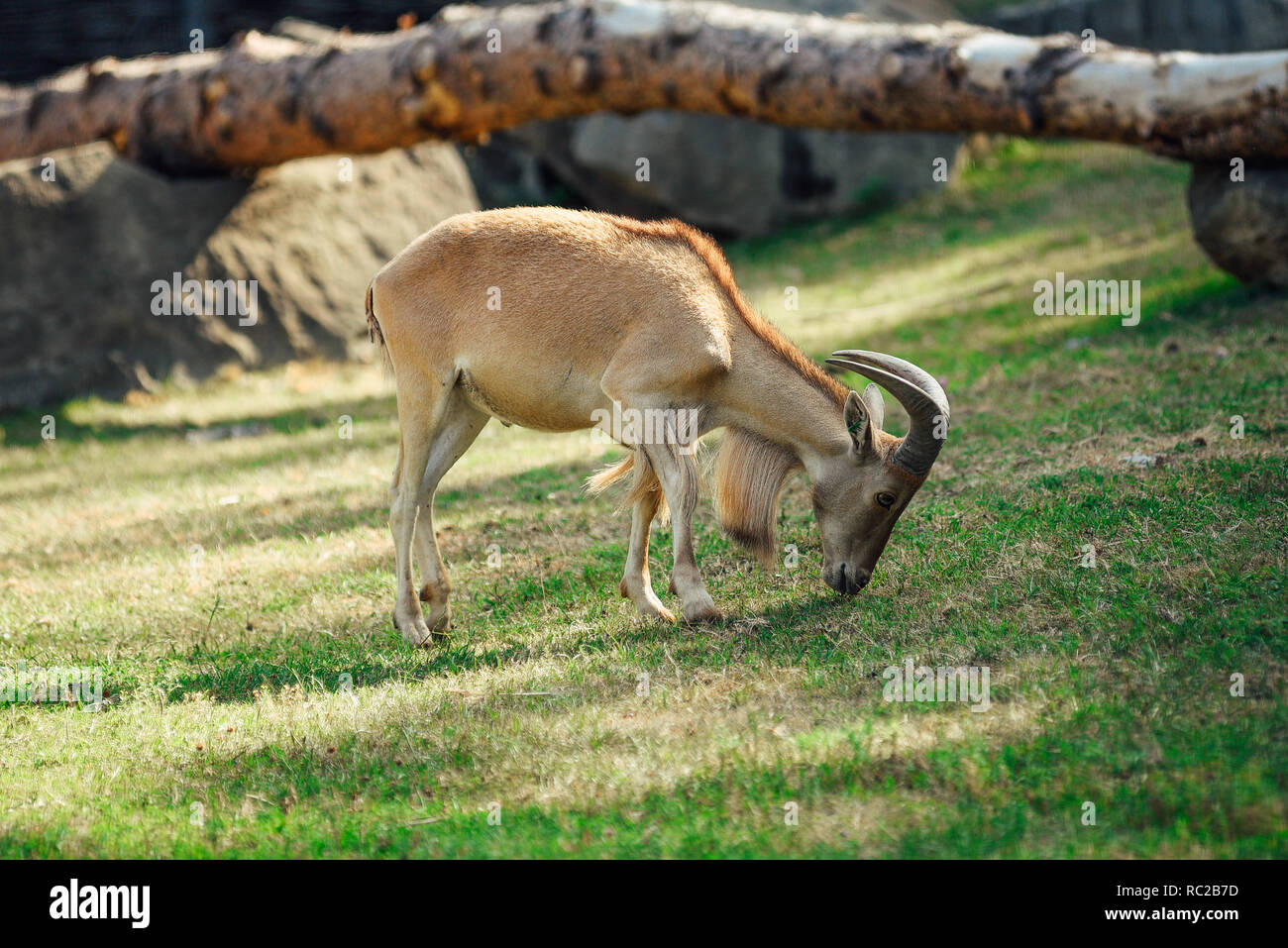 Chamois montagne mange de l'herbe de la prairie. Banque D'Images