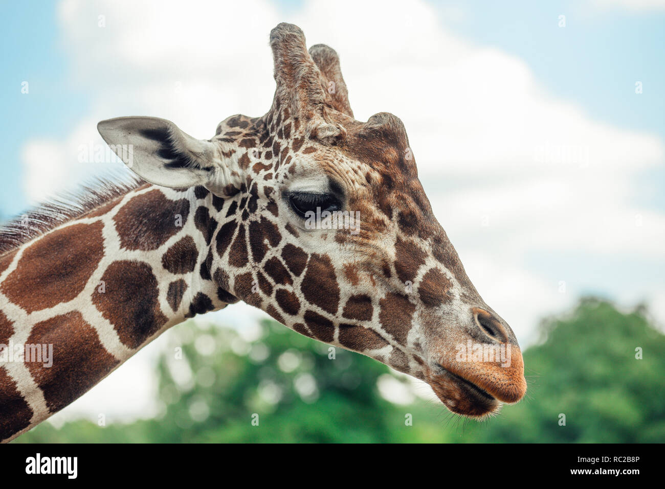 Girafe tête portrait. Banque D'Images