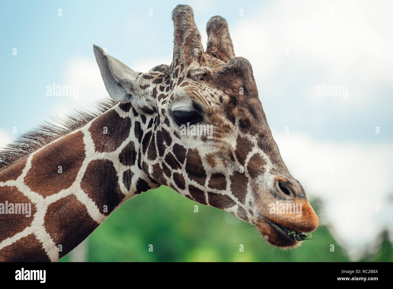 Girafe tête portrait. Banque D'Images