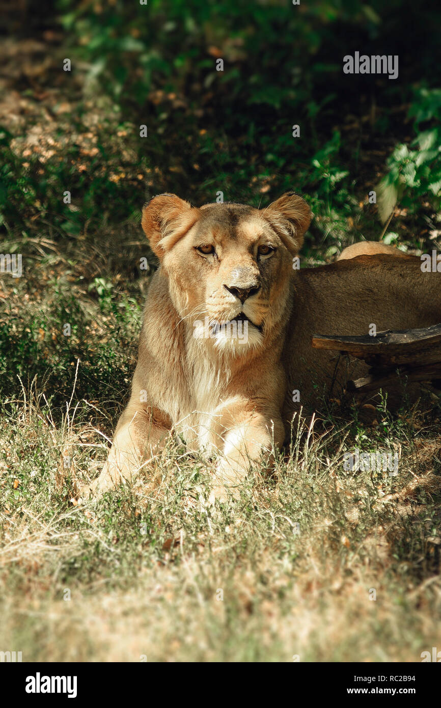 La lionne se trouve dans l'herbe à l'ombre. Banque D'Images