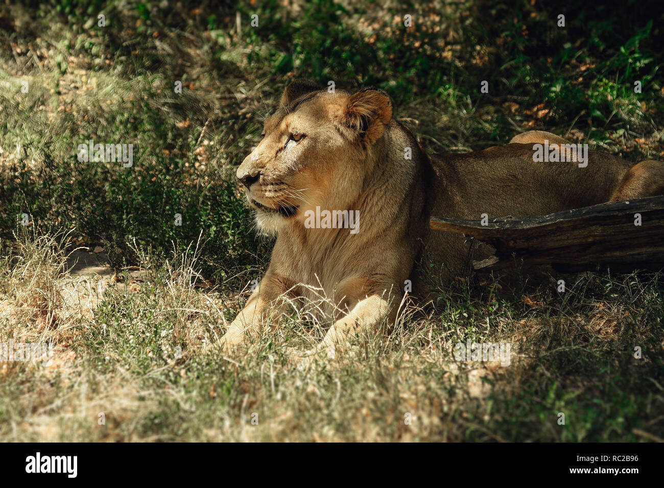 La lionne se trouve dans l'herbe à l'ombre. Banque D'Images