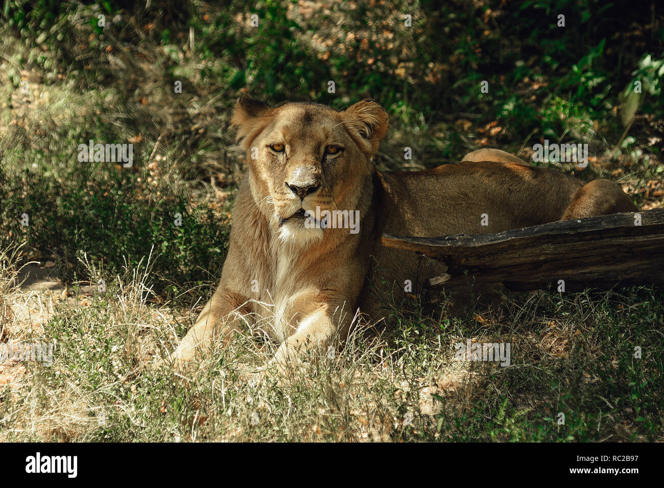 La lionne se trouve dans l'herbe à l'ombre. Banque D'Images