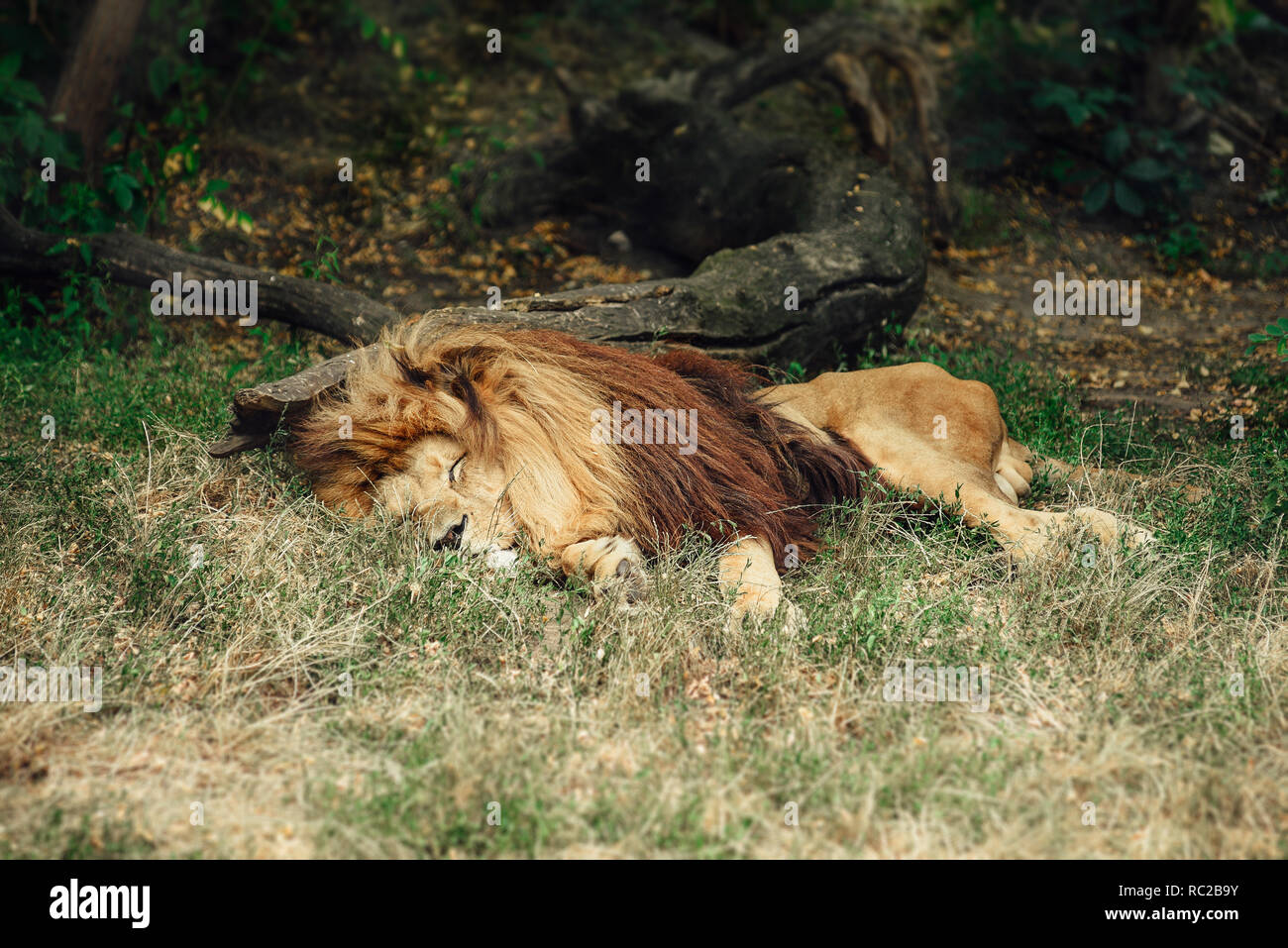 Lion dormant dans l'herbe à l'ombre. Banque D'Images