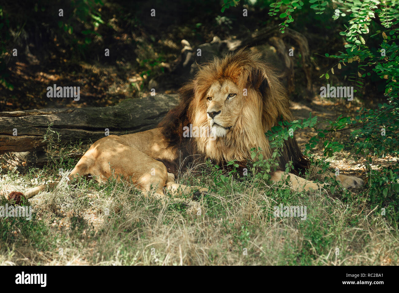 Lion se dans l'ombre dans la brousse. Banque D'Images