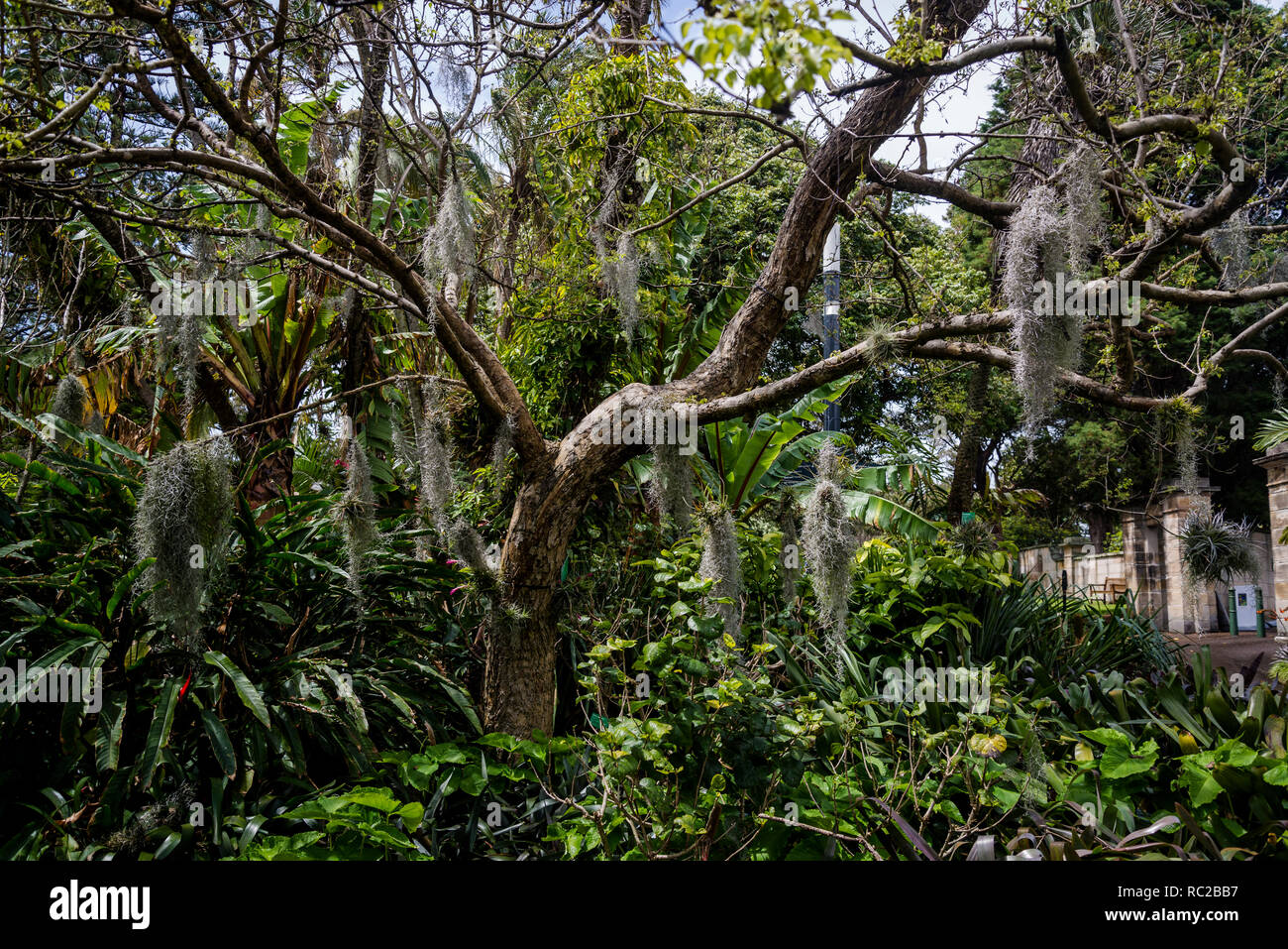 Bromelia plantes sur North Indian rosewood - Dalbergia sissoo, Royal Botanic Gardens, Sydney, NSW, Australie Banque D'Images