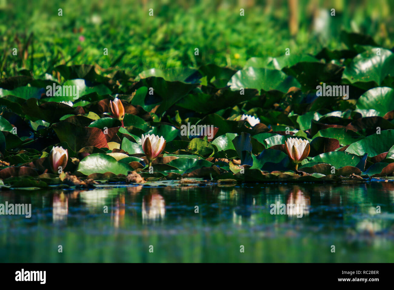 Lis dans l'étang. Vue sur la moitié ouvertes rose / blanc couleur nénuphar fleur qui s'épanouit dans l'étang. Banque D'Images